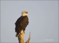 Bald-Eagle;Eagle;Haliaeetus-leucocephalus;portrait;one-animal;close-up;color-ima
